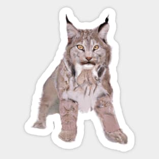 Cute Canada Lynx Drawing Sticker